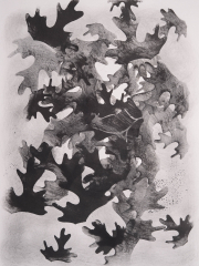 Acanthus filler V