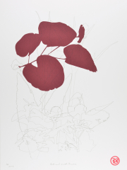 Buds and simple flowers