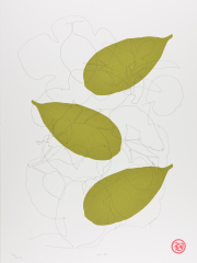 Carp (round forms )