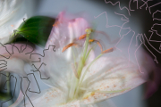 Journeys lilly