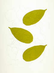 Carp round forms, drawing and screen print on Bockingford paper, 35x47 cm, Edition 10.