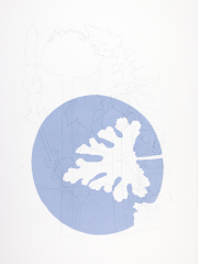 Courgette, drawing and screen print on Bockingford paper, 35x47 cm, Edition 10.