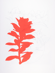 In different directions, drawing and screen print on Bockingford paper, 35x47 cm, Edition 10.