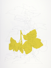 Japanese like, drawing and screen print on Bockingford paper, 35x47 cm, Edition 10.