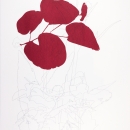 Buds and simple flowers, drawing and screen print on Bockingford paper, 35x47 cm, Edition 10.